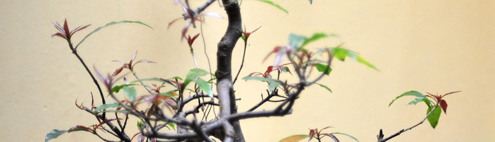 casinoclub-pinco-site.site